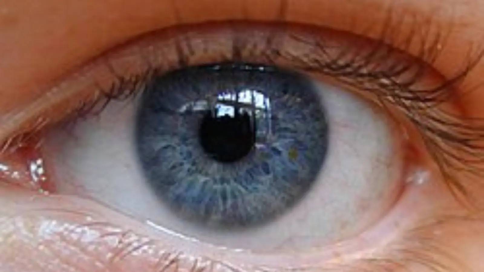 what does phenotype mean