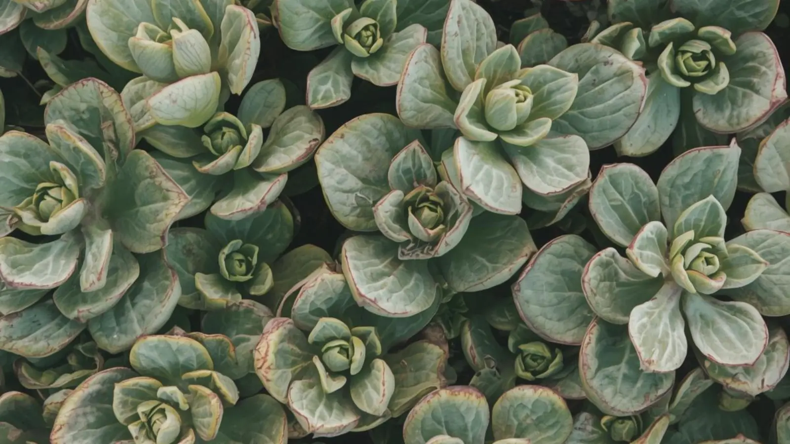 what does greening out mean